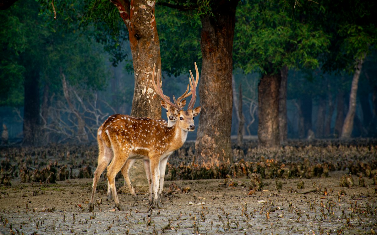 হারিয়ে যাওয়া গ্রামীণ খেলাগুলো