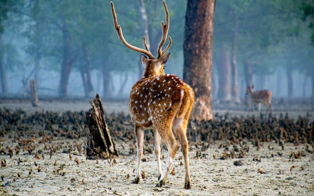 শত বছরের পুরোনো জমিদারবাড়ি