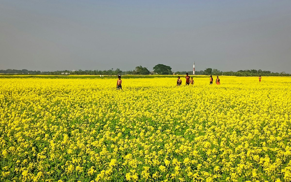 সিলেটের চা বাগানে শ্রমিকদের মজুরি বাড়ল